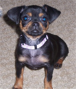 A Peke-A-Pin sitting on the floor