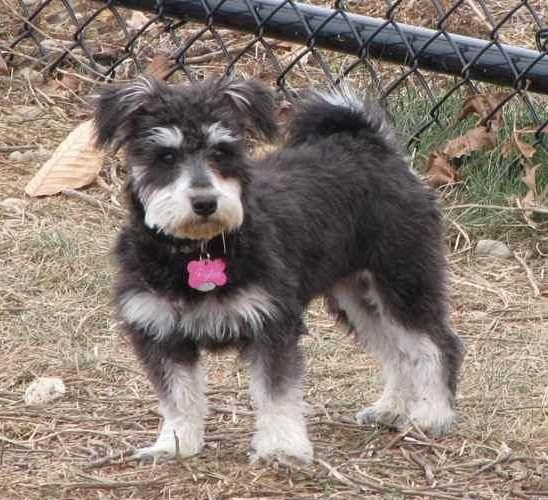 A Schnekingese standing at the dog park