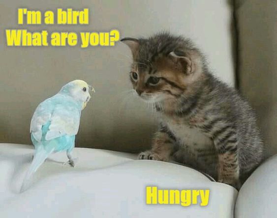 A kitten sitting on the couch while staring at the bird in front of him photo with text- bird: I'm a bird, what are you? Cat: Hungry
