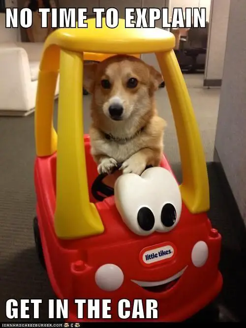 Corgi riding a toy car photo with a text 