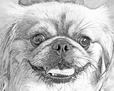 A sketch of a Pekingese's face