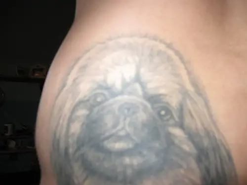 face of a Pekingese tattoo on the shoulder
