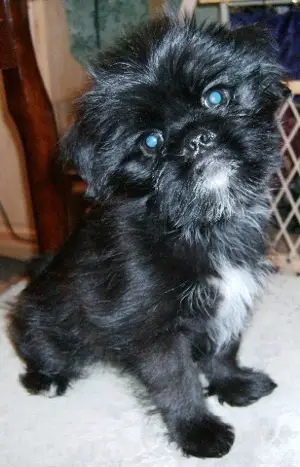 A black Griffonese sitting on the floor