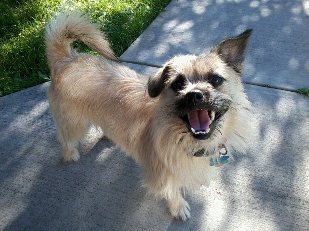 A Pekarin standing on the concrete pavement pathway in the yard while looking up and smiling