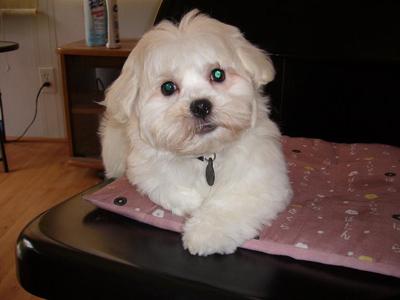 A white Peke-A-Tese lying on top of the table in the living room