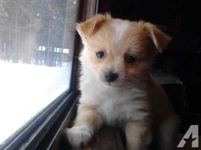 pekingese chihuahua mix puppies