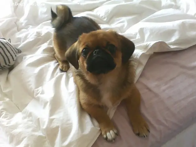 A Puginese lying on the bed while looking up with its begging eyes