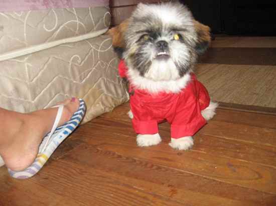 A Shih-teze wearing a red shirt while sitting on the floor