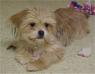 A cream Yorkinese lying on the floor with its toys