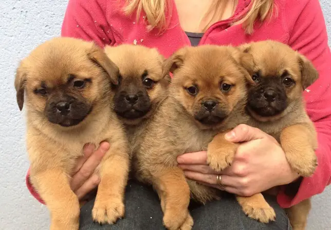 Pom-A-Pug puppies in the arms of a woman