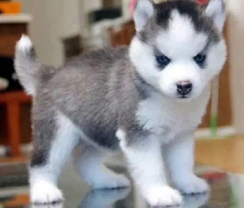A Pomsky puppy standing on top of the table