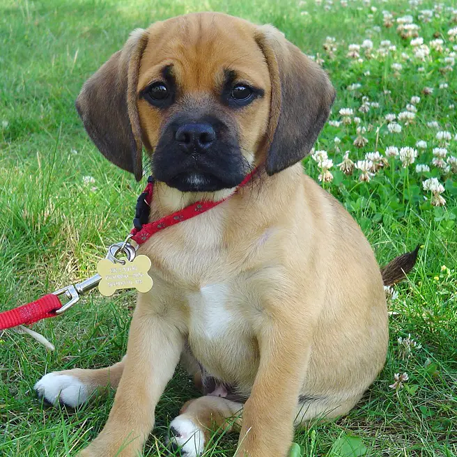 A Puggle puppy sitting on the grass at the park