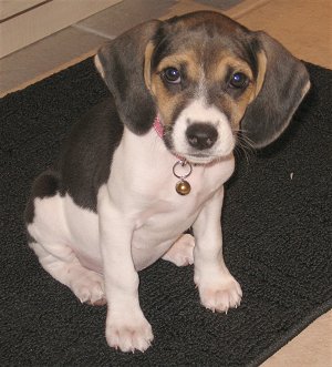 A Raggle puppy sitting on the carpet