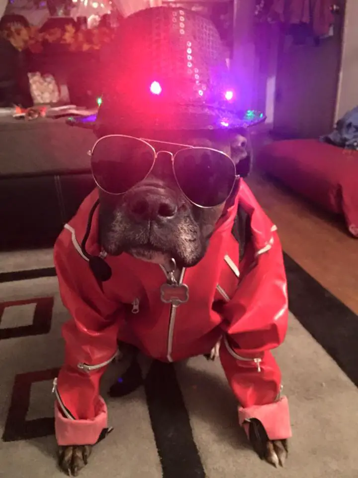 Boxer Dog wearing a red jacket, black hat and sunglasses while sitting on the carpet