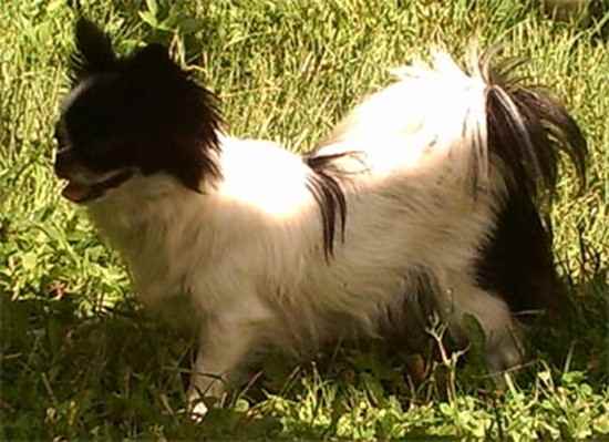 Pekingese and pomeranian mix standing on the green grass