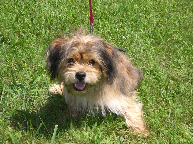 A Silkinese lying on the green grass while smiling