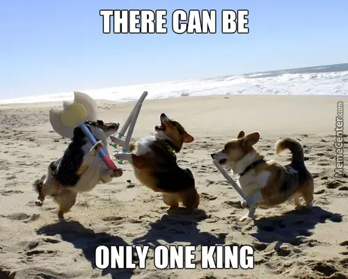 Corgi play fighting at the beach photo with a text 