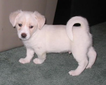 A white Foxingese standing on the floor