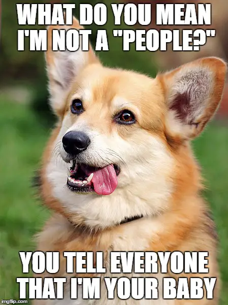 Corgi sticking its tongue on the side of the mouth photo with a text 