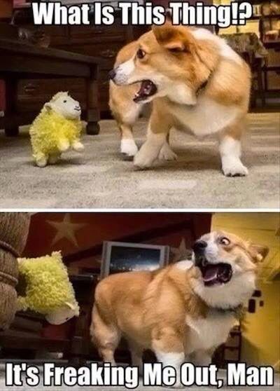 Corgi afraid of a yellow sheep toy collage photo with a text 