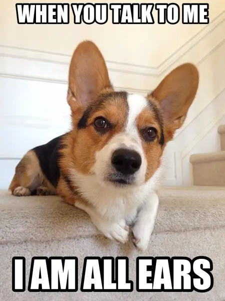 Corgi lying on the stairs photo with a text 