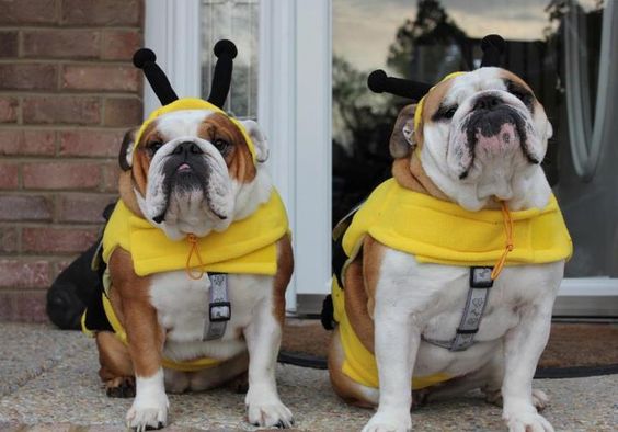 two English Bulldogs on bee costume