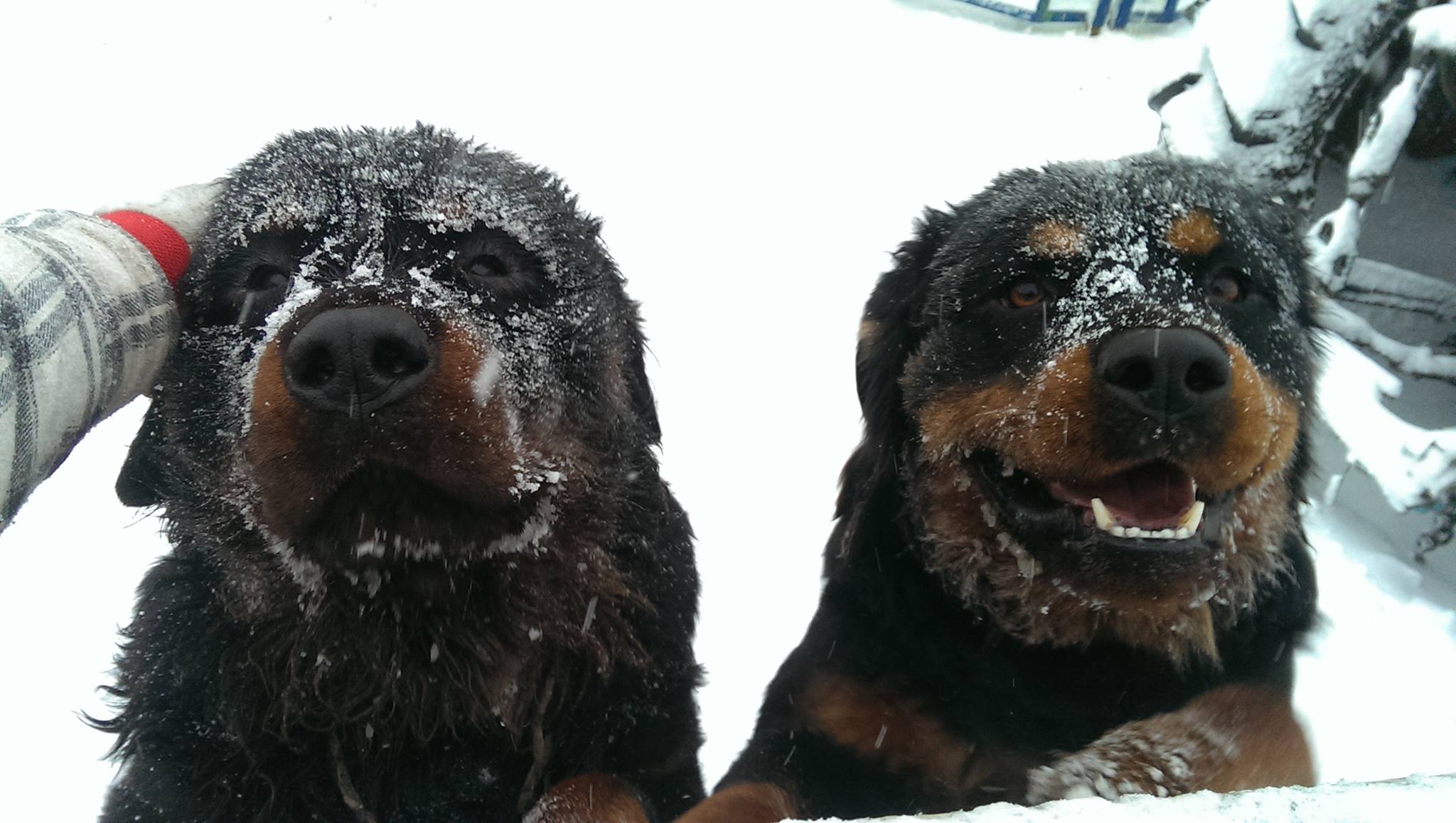 two Rottweilers in snow with snow all over their face and body