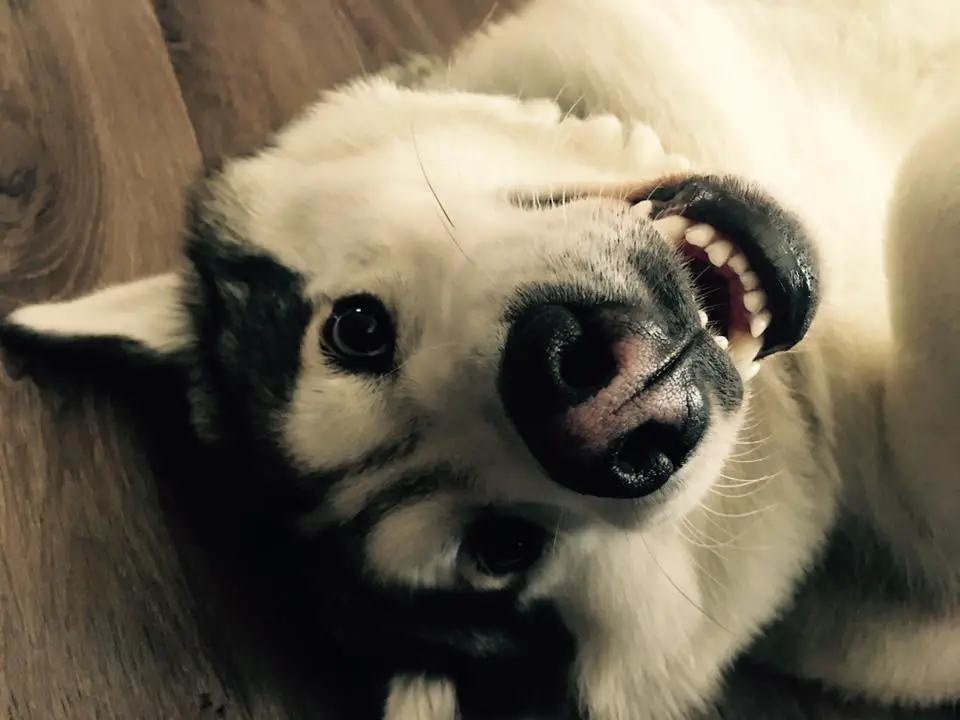 An Akita Inu lying on its back on the floor while smiling