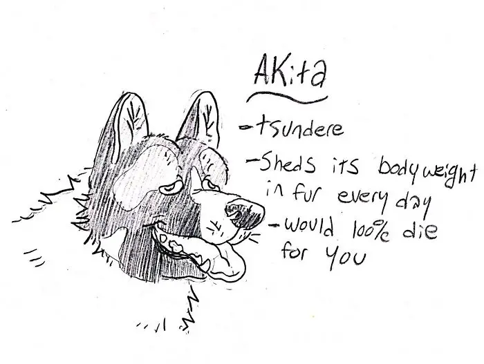 sketch face of an Akita with handwritten - Akita, tsundere, sheds its bodyweight in fur every day, would 100% die for you.