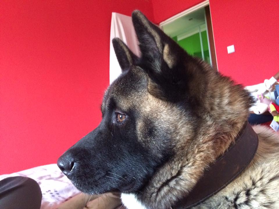 An Akita Inu lying on the bed