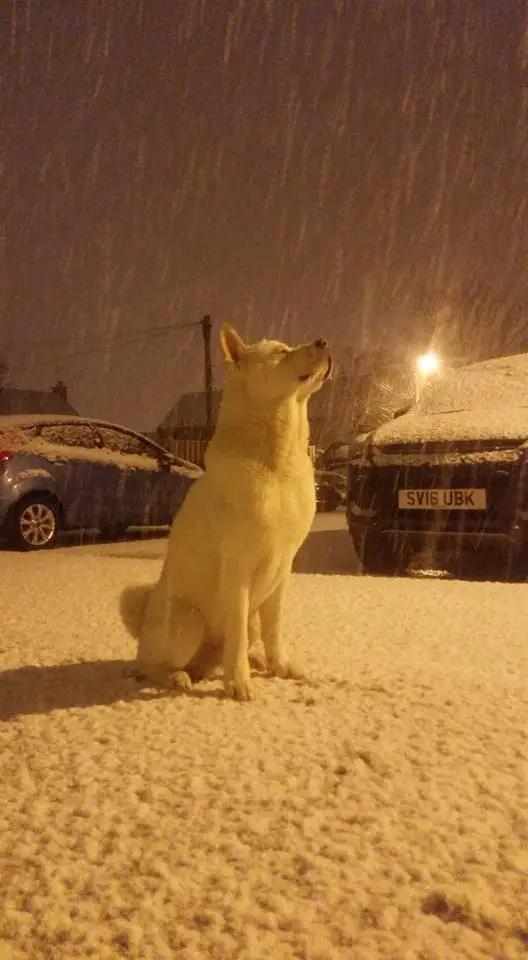 An Akita Inu sitting in the parking lot while its snowing