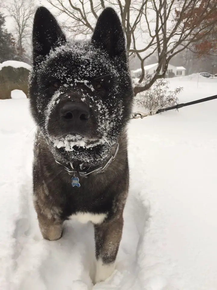An Akita Inu standing in snow with snow on its face