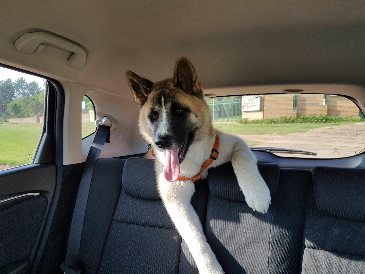 An Akita Inu in the car trunk while leaning its upper body in the backseat