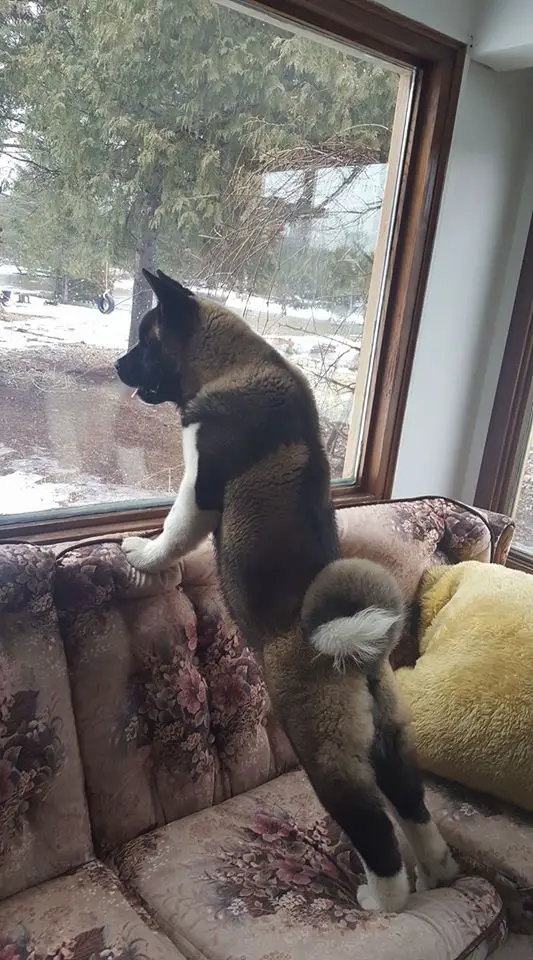 An Akita Inu standing up on top of the couch while looking outside the window
