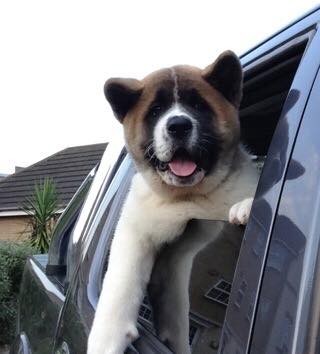 An Akita Inu sitting in the back seat with its head and arms outside the window