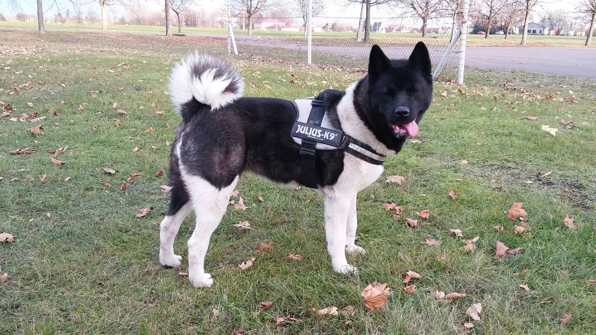 An Akita Inu standing at the park with its tongue out