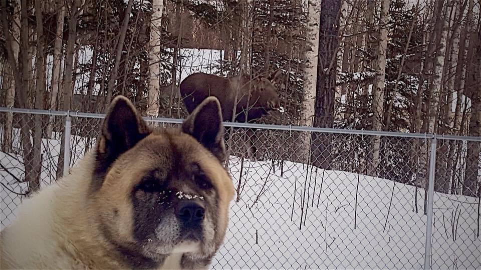 An Akita Inu standing at the park with a and animal behind him walking in the woods