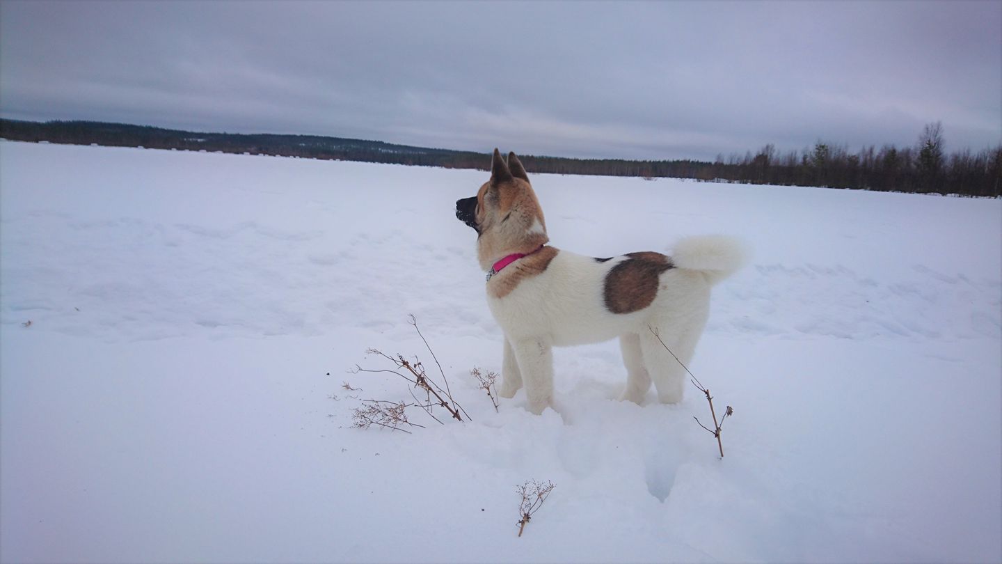 An Akita Inu puppy standing in snow
