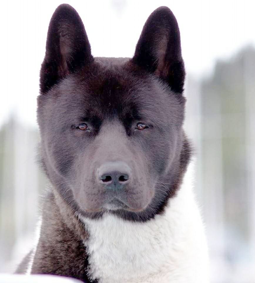 An Akita Inu with its serious face