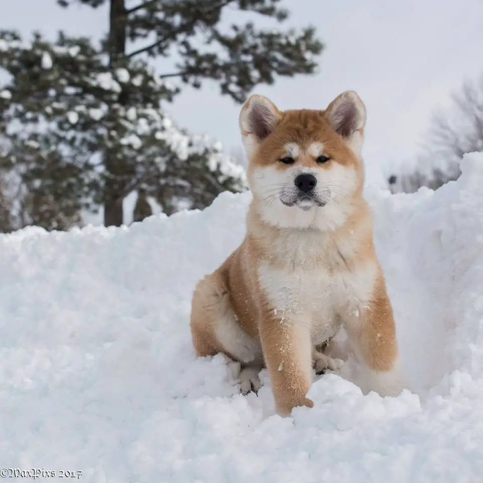 An Akita Inu sitting in snow