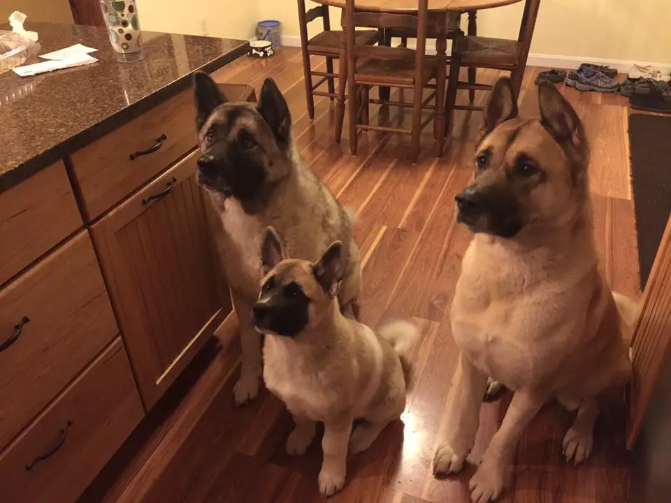 two Akita Inu adults and a puppy sitting on the floor with their begging faces
