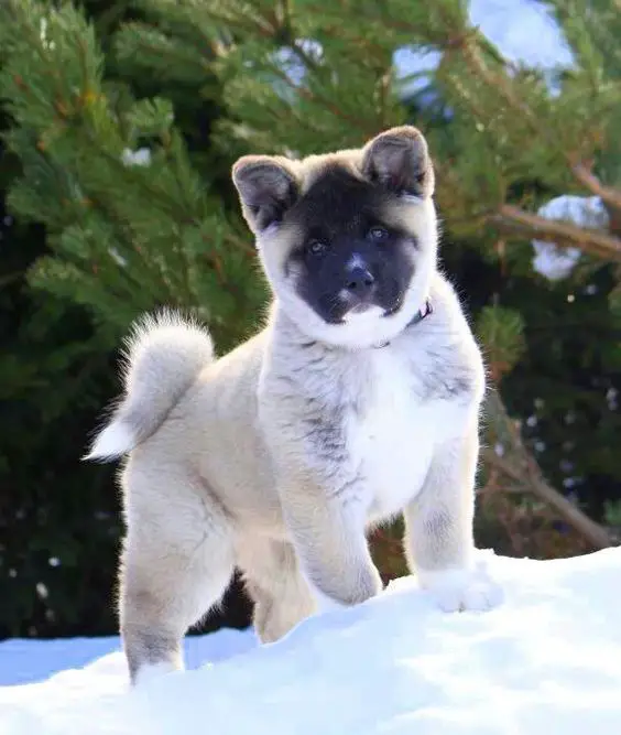 An Akita Inu puppy standing on the snow in the forest