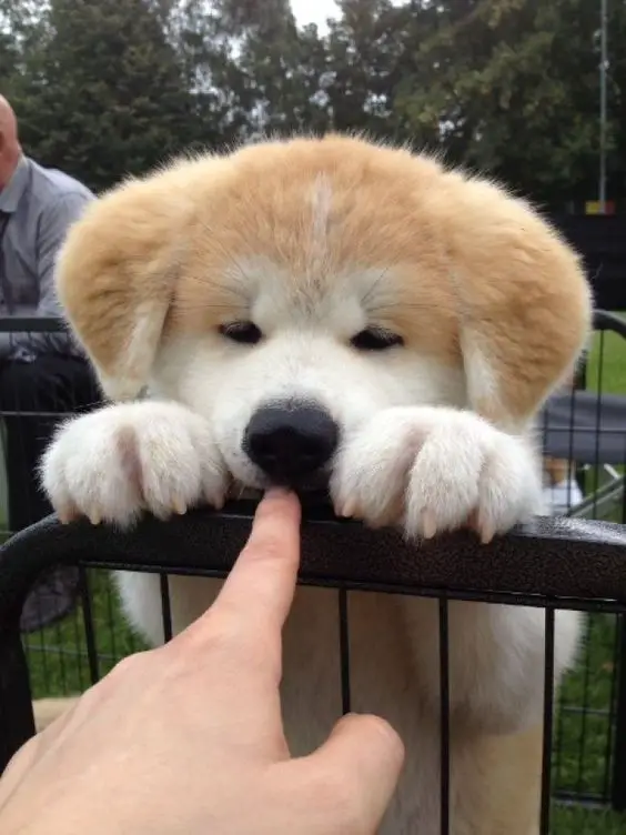 A person pointing it fingers towards the mouth of an Akita Inu puppy standing behind the fence