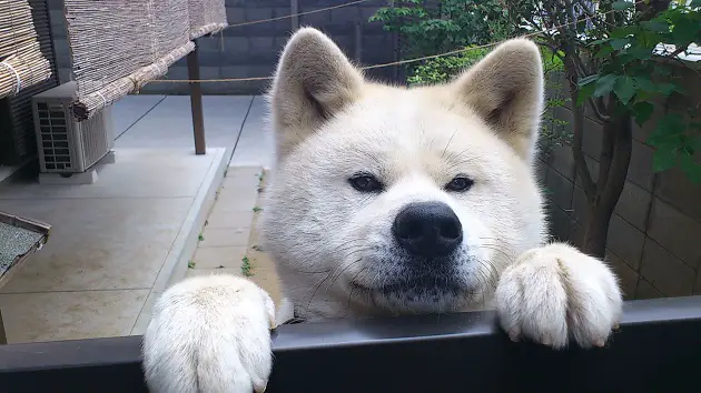 An Akita Inu standing behind the fence