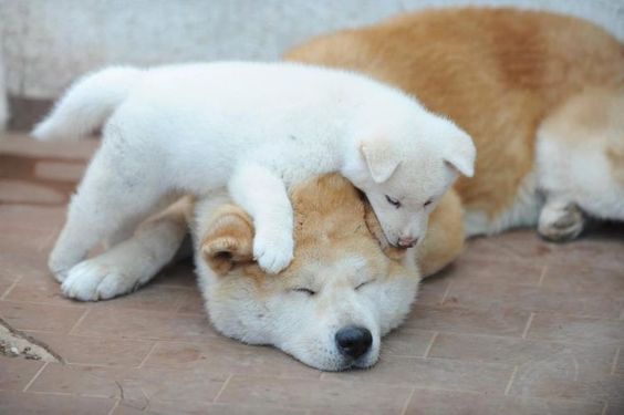 An Akita Inu lying on the floor with a puppy on top of its head