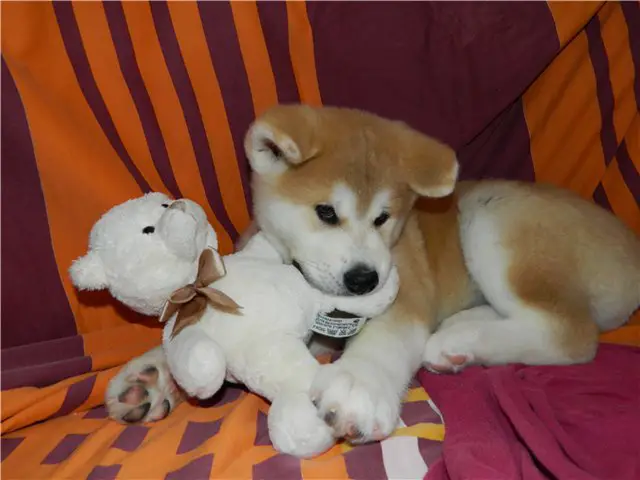 An Akita Inu lying on the couch with its teddy bear