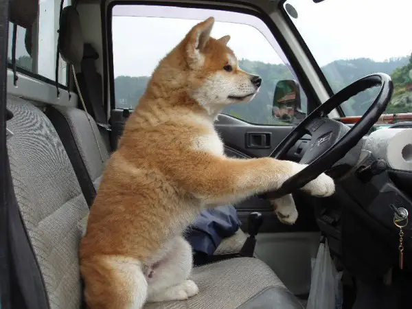 An Akita Inu puppy sitting in the driver's seat with its paws in the steering wheel