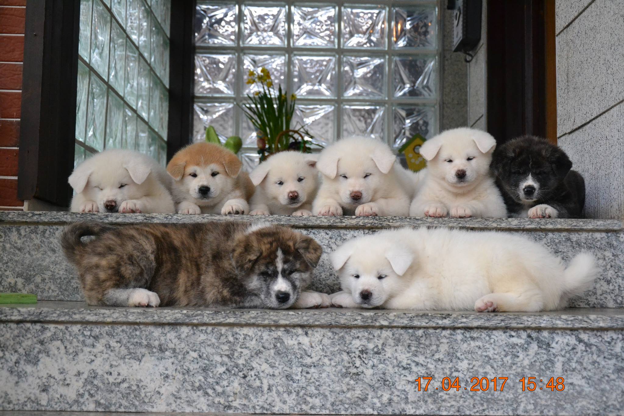 Akita Inu puppies lying on the stairway
