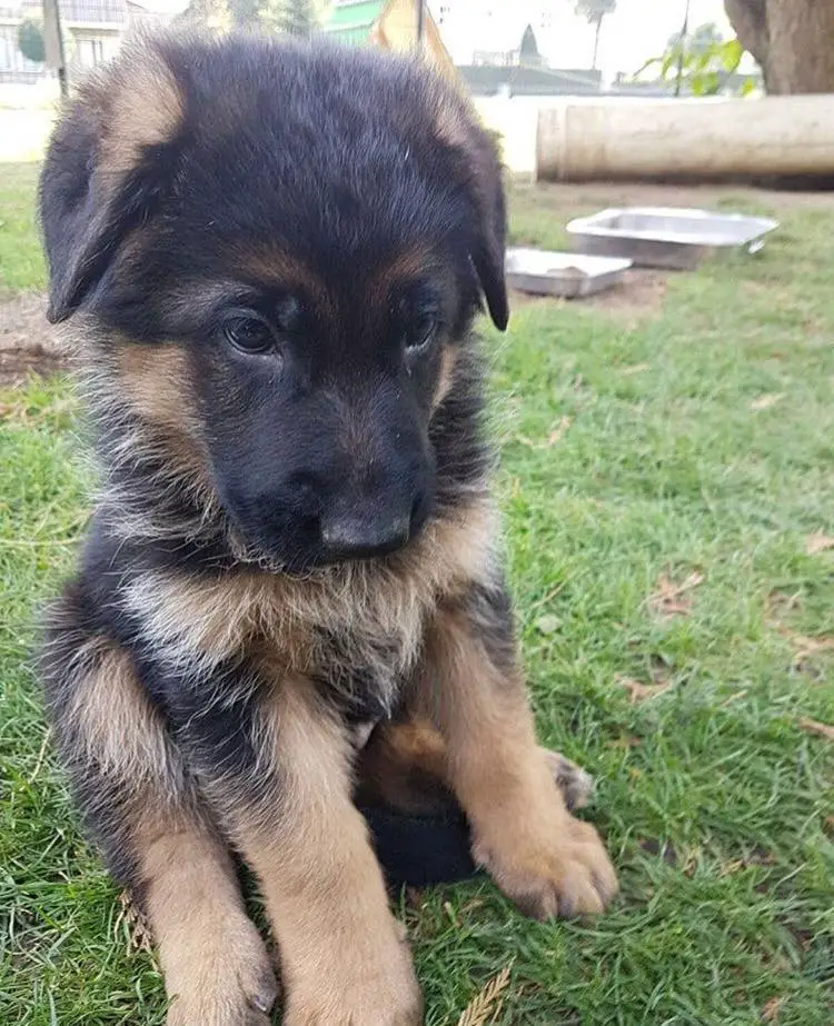 A German Shepherd puppy sitting on the grass