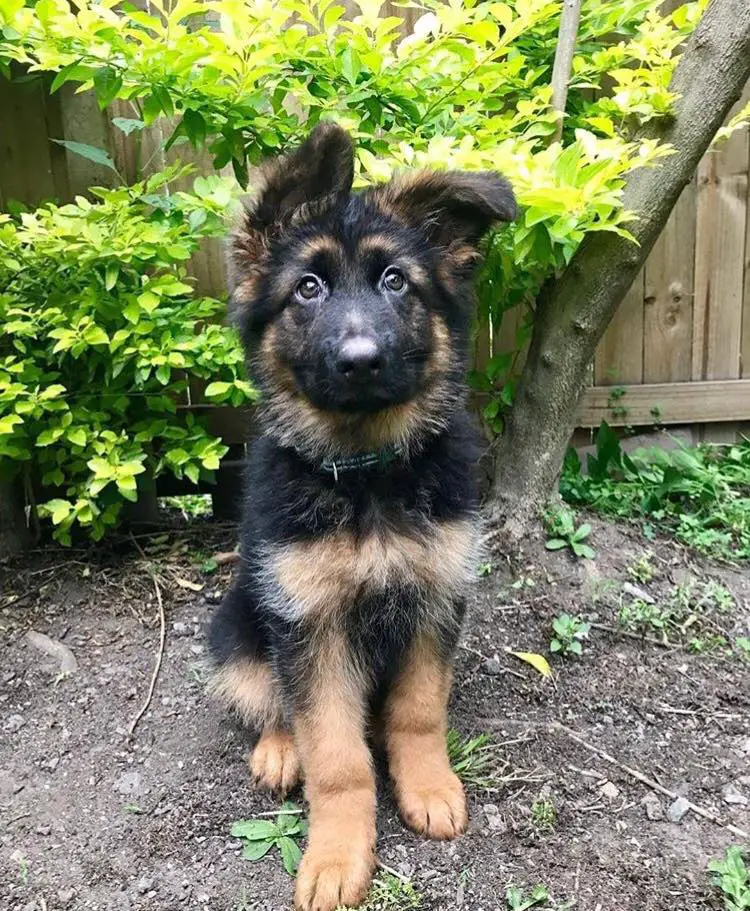A German Shepherd puppy sitting on the ground in the yard